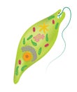 TheÃÂ structure of Euglena